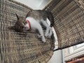 猫咪踢足球夺冠是真的吗，猫咪踢足球夺冠是真的吗视频